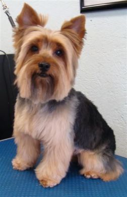 yorkie haircuts / yorkie hair styles  check out http://www.upscaledogtoys.com - excellent dog toys at a great price. visit our sister site - http://www.bottlemeamessage.com great gift Yorkie Puppy Haircuts, Yorkie Grooming, Male Yorkie, Yorkie Haircut, Yorkie Cuts, Yorkie Hairstyles, Puppy Haircut, Yorkie Haircuts, Yorkshire Terrier Teacup