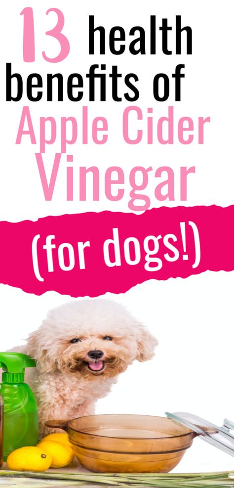 13 Health Benefits of Apple Cider Vinegar for Dogs. #apple Cider vinegar, #dogs, #skunk Paw Balm Recipe, Apple Cider Vinegar Dogs, Apple Cider Vinegar For Dogs, Benefits Of Apple Cider Vinegar, Benefits Of Apple Cider, Benefits Of Apple, Balm Recipe, Herbal Store, Paw Balm