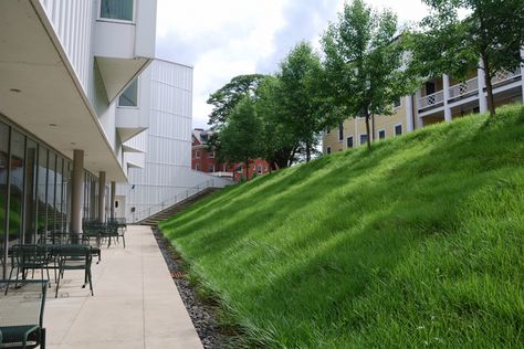 Liriope spicata sloped lawn at Smith College Campus Center Contour Garden, Sloping Lawn, Sloped Lawn, Liriope Spicata, Sloping Landscape, Campus Landscape Design, Desert Landscaping Backyard, Campus Landscape, Smith College