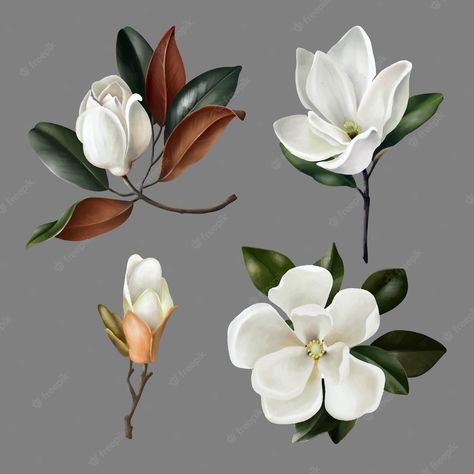 Flower Painting Ideas, Magnolia Tattoo, Magnolia Grandiflora, Flower References, Flower Reference, Lilly Flower, Botanical Drawing, Flower Icons, Flower Circle