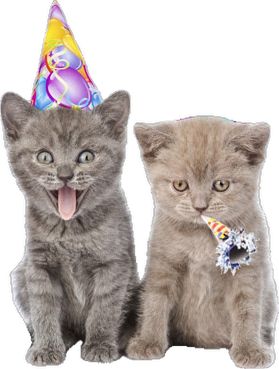 Party Cat, Kitten Party, Therapy Cat, Kitten Birthday, Cat Birthday Party, Happy Birthday Messages, Cat Icon, Baby Kittens, 6th Birthday Parties