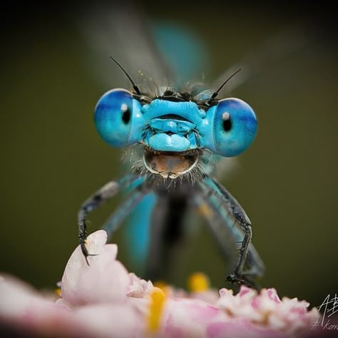 Comedy Wildlife Photography, Dragonfly Photos, Insect Photography, Clouded Leopard, Damselflies, Cool Bugs, Dragonfly Art, Beautiful Bugs, Close Up Photography