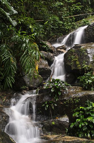 Tijuca National Park, Rio de Janeiro state, Brazil Travelling List, Tijuca National Park, Travel Brazil, Singapore Botanic Gardens, What Dreams May Come, Urban Forest, Water Pictures, South American Countries, Water Life