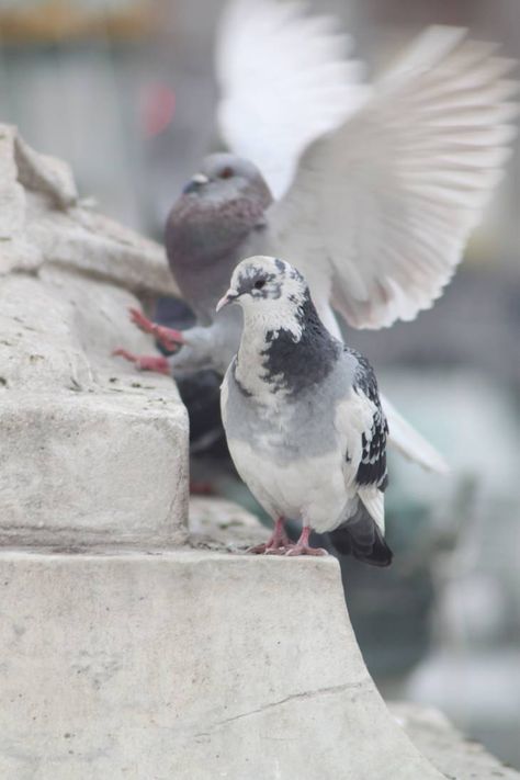 Piebald Pigeon by Citron--Vert on DeviantArt Fancy Pigeons, Feral Pigeon, Interesting Birds, Pet Pigeon, Jacket Inspiration, Cute Pigeon, Pigeon Pictures, Homing Pigeons, White Pigeon