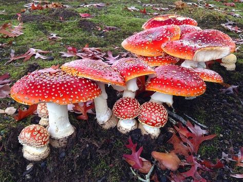 Amanita muscaria, commonly known as the fly agaric or fly amanita, is a basidiomycete mushroom, one of many in the genus Amanita. It is also a muscimol mushroom. Native throughout the temperate and boreal regions of the Northern Hemisphere, Amanita muscaria has been unintentionally introduced to many countries in the Southern Hemisphere, generally as a symbiont with pine and birch plantations, and is now a true cosmopolitan species. It associates with var (Source: Wikipedia, '', http://en.wikipe Psychadelic Mushroom, Scene Kid Hair, Fly Agaric Mushroom, Mushroom Caps, Amanita Muscaria, Fly Agaric, Mushroom Fungi, Scene Kids, Red Cap