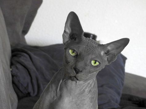 The Bambino Cat – Everything About This Hairless Wonder Gato Munchkin, Bambino Cat, Cute Hairless Cat, Chat Sphynx, Hypoallergenic Cats, Hairless Cat, Cats For Sale, Sphynx Cat, Cat Names