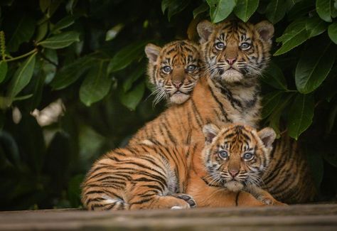 Tiger Cubs Tattoo, Cubs Tattoo, Save The Tiger, Baby Tigers, Tiger Cubs, Chester Zoo, Sumatran Tiger, Lion Photography, Pet Tiger