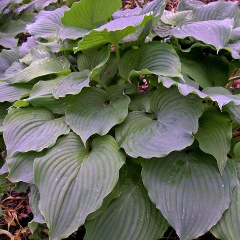 Walters Gardens Variety: Hosta 'Komodo Dragon' Giant Hosta, Plantain Lily, Hosta Varieties, Purple Leaves, Hosta Gardens, Hosta Plants, Komodo Dragon, Starter Plants, Komodo