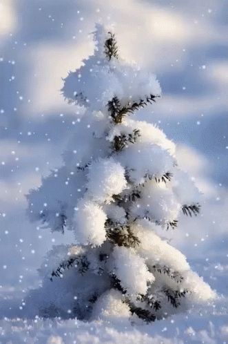 Snow White Christmas GIF - Snow WhiteChristmas SnowTree - Discover & Share GIFs Snow Pictures, 카드 디자인, Winter Photos, Winter Love, Winter Scenery, Winter Magic, Winter Beauty, Nature Tree, Snow Scenes