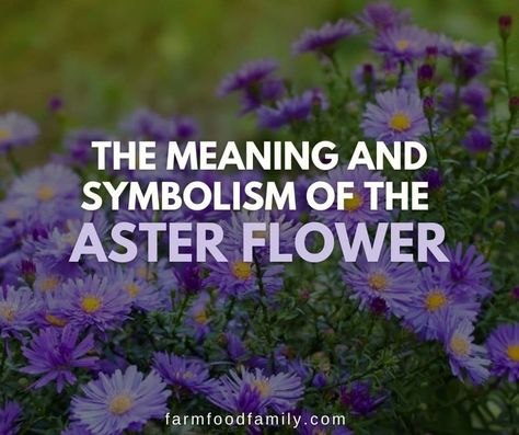 aster-flower-meaning-and-symbolism Aster Flower Meaning, White Aster Flower, Asters Flower, Aster Flower Tattoos, Evil Empire, Aster Flower, Most Popular Flowers, Flower Meanings, Herbal Magic