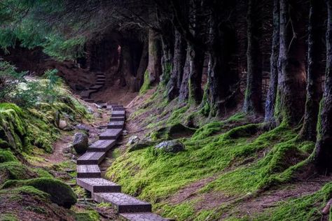 11 Brilliant Walks In Wicklow To Try With Friends This Weekend Dublin Aesthetic, Driving In Ireland, Trip List, Ireland Road Trip, County Wicklow, Forest Walk, Wild Camp, Zoo Ideas, Vacation Bucket List