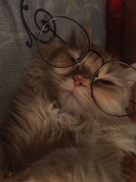 Cat Pfps, Glasses Wallpaper, Silly Cars, Cat Wearing Glasses, Cat With Glasses, Cat Profile, Underwater Animals, Cat Glasses, Silly Cats Pictures