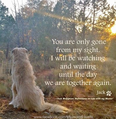 JACK McAFGHAN's Blog: Love: The Most Powerful Force Dog Heaven Quotes, Miss My Dog, Dog Poems, Dog Quotes Love, Dog Died, Dog Heaven, Pet Remembrance, Love Never Dies, Losing A Pet