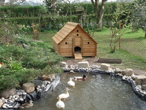 A Simple DIY Duck Pond Will Do Duck Shed Ideas, Large Duck Pond, Large Duck House, Cute Duck House Ideas, Home Duck Pond, Duck House On Pond, Ducks On A Farm, Geese Enclosure, Cute Duck House