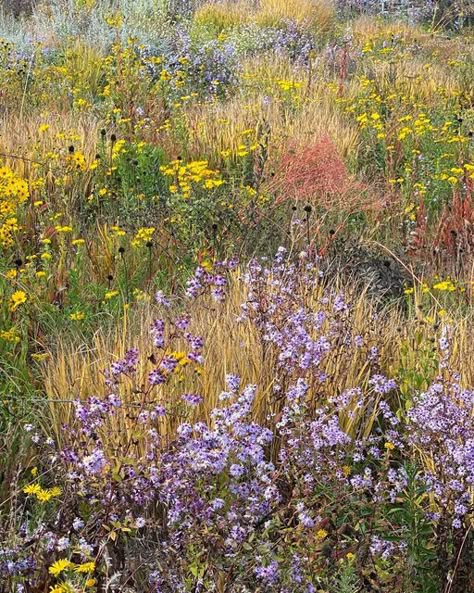 Epq Ideas, Planted Containers, Panicum Prairie Sky, Prairie Landscape Photography, American Prairie, Tall Grass Prairie, Prairie View A M University, Sage Brush, Prairie Flowers