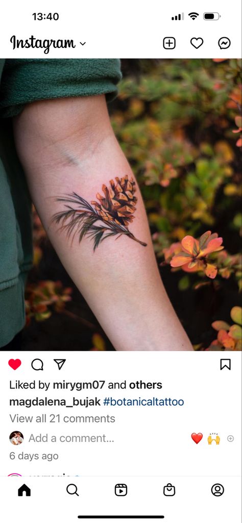 Pine Cone Tattoos, Jack Pine Tattoo, Pine Needle Tattoo, Ponderosa Pine Tattoo, Pine Branch Tattoo, Pine Cone Tattoo, Pinecone Tattoo, Cone Tattoo, Tattoo Sayings