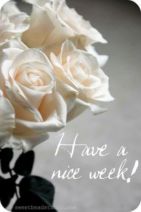 Have a nice week! Happy Blessed Monday, Blessed New Week, Blessed Monday, Have A Nice Week, Have A Good Week, Have A Blessed Week, Weekend Images, Blessed Week, Morning Rose