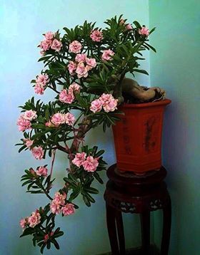 Flowering Bonsai Tree, Desert Rose Plant, Bonsai Tree Care, Indoor Bonsai Tree, Adenium Obesum, Bonsai Styles, Bonsai Flower, Indoor Bonsai, Rose Seeds