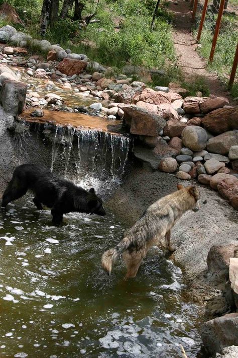 Dream water feature for wolf enclosures. Wolf Enrichment, Animal Sanctuary Ideas, Wolf Enclosure, Wolf Habitat, Zoo Enclosures, Zoo Enrichment, Wolf Sanctuary, Dog Enclosure, Animal Enclosures