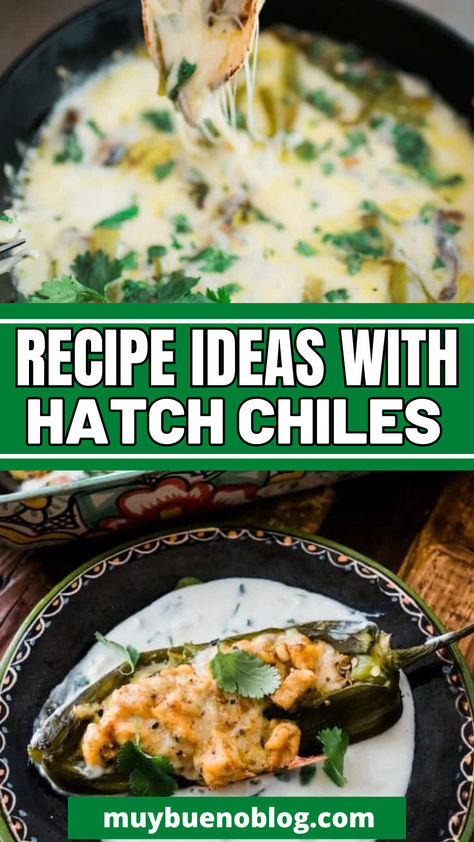 Recipe Ideas with Hatch Chiles: Head over and check out all these tasty recipes that use hatch green chiles in them. Plus you can learn where to buy them, what exactly are hatch green chiles, tips on finding the best ones, and more. All your hatch chile needs in one spot. Green Hatch Chili, Stuffed Green Chilies, Hatch Chili Stew, Recipes With Hatch Green Chiles, Stuffed Hatch Green Chile Recipes, Hatch Green Chili Stew, Hatch Green Chile Recipes, Hatch Chilies, Hatch Chili Recipes