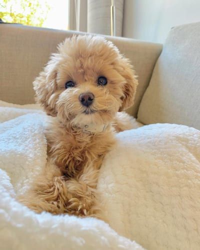 Poodle Colors, Toy Poodle Dog, Cute Pups, Shih Tzu Poodle, Teacup Puppy, Poodle Dogs, Toy Poodle, Poodle Dog, Dog Breed