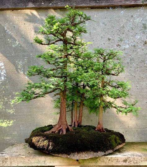 Bald Cypress Bonsai, Lemon Cypress Bonsai, Swamp Cypress, Cypress Bonsai, Sakura Bonsai, Mugo Pine, Lemon Cypress, Bonsai Forest, Pine Bonsai