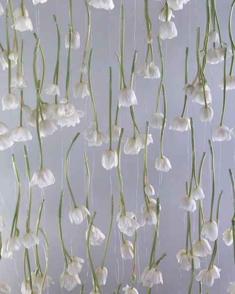 Tulips Theme Party, Hanging Tulips, Tulip Theme Party, Bridal Shower Aesthetic Ideas, Wedding Tulips, White Bridal Shower Ideas, White Tulip Wedding, Hanging Tulips Wedding, Tulips Wedding