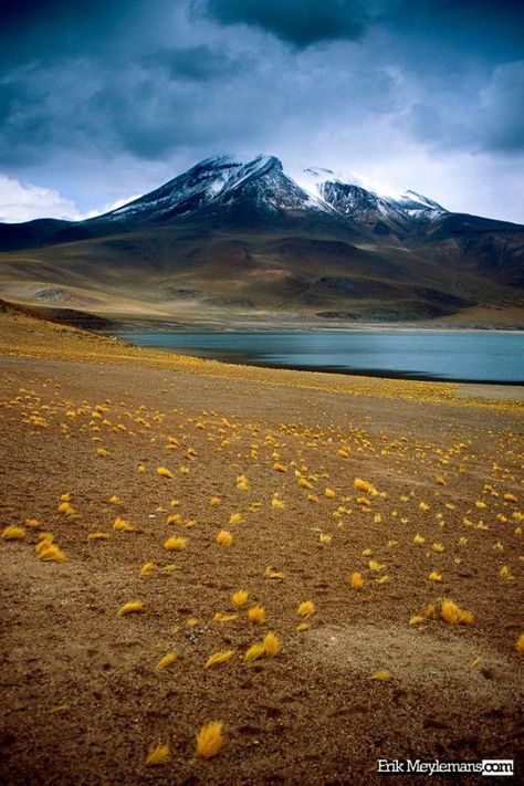 Miscanti Lake, Chile American Landscape, Chile Travel, Andes Mountains, American Continent, American Travel, Sunny Yellow, South American, Lake View, Bolivia