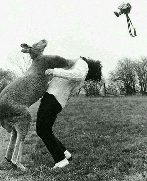 An Angry Kangaroo Is Seen Knocking Out A Woman For Trying To Photograph Him, 1960's 404 Pages, Animal Attack, Animal Memes, Go Outside, Old Photos, Make Me Smile, I Laughed, Kangaroo, Funny Animals