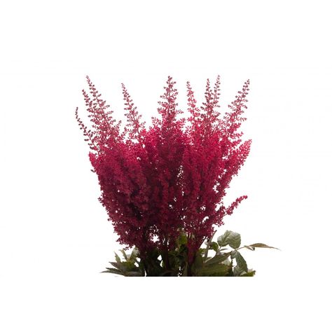 Red Astilbe Red Astilbe, Wedding Flowers Pink, September Wedding Flowers, Inexpensive Wedding Flowers, Daisy Wedding Flowers, Wedding Flowers Tulips, Wedding Flowers Wildflowers, Navy Wedding Flowers, Lavender Wedding Flowers