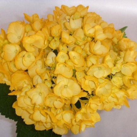 Hydrangea 'Tinted Fall Yellow' Hydrangea Hydrangea Aesthetic, Hydrangea Yellow, Hydrangea Garland, Yellow Hydrangea, Fall Yellow, Cut Flowers, Hydrangea, Grapes, Yellow