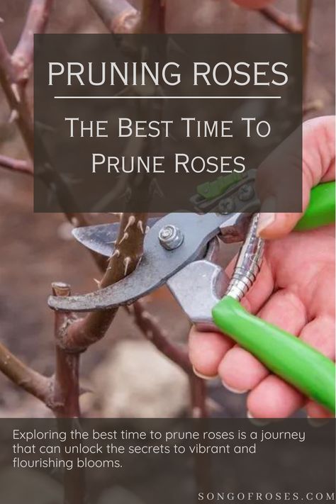 When To Prune Roses Prune Knockout Roses, Pruning Knockout Roses, Spring Pruning, When To Prune Roses, Prune Roses, Garden Allotment, Rose Pruning, Georgia Garden, Pruning Plants