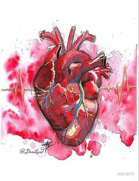 Anatomical Heart Drawing, Heart Organ, Anatomical Heart Art, Heart Anatomy, Human Anatomy Art, Heart Drawing, Medical Art, Anatomical Heart, Heart Painting