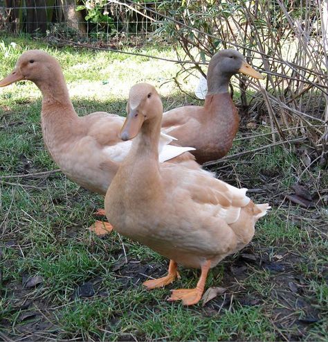 Buff Orpington Ducks  (Photo by Zoe Brodie-James) Buff Ducks, Orpington Duck, Buff Duck, Buff Orpington Ducks, Duck Photos, Duck Houses, Buff Orpington, Duck Breeds, Backyard Ducks