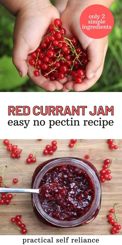 Red Currant Jelly Recipe, Red Currant Recipe, Canning Fruit Recipes, Blackcurrant Jam, Red Currant Jam, Preserving Fruit, Currant Recipes, Currant Jam, Canning Water