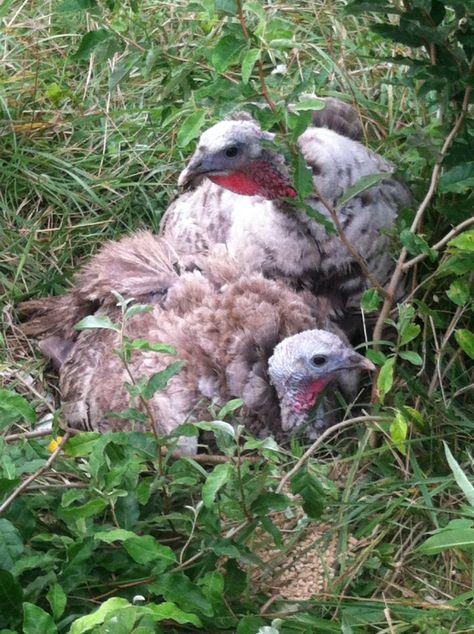 Narragansett Turkey, Turkey Chicks, Raising Turkeys, Stay Hungry, Silk Tree, Guinea Fowl, Gobble Gobble, Eat Meat, Nesting Boxes