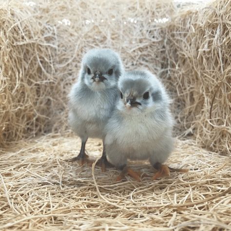 Lavendar Orpington Chickens, Lavendar Orpington, Raising Canes Chicken, Lavender Orpington Chickens, Pretty Chickens, Lavender Orpington, Chickens Breeds, Coop Art, Lavender Chicken