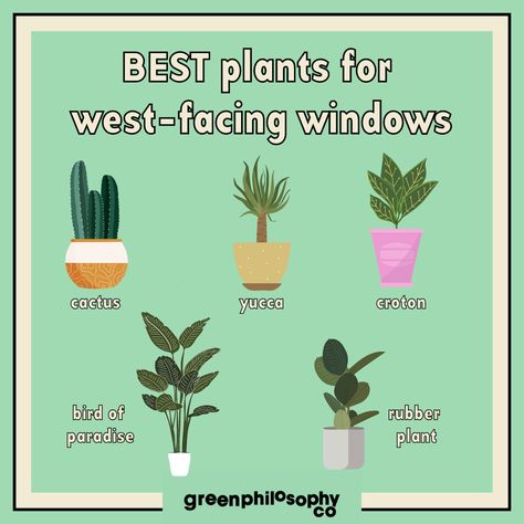 Plant Vibes, Plant Pillow, Indoor Plants Low Light, West Facing Garden, Paradise Plant, Window Plants, Household Plants, Plant Care Houseplant, Living Room Plants