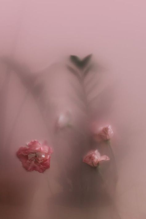 100,000+ Best Flower Images · 100% Free Download · Pexels Stock Photos Best Flowers Images, Blurred Photos, Flowers Board, Soft Pink Flowers, Flower Art Drawing, Fall Flower, Translucent Glass, Iphone Background Wallpaper, Floral Background