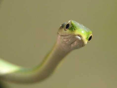 The nonvenomous and docile Rough Green Snake. "Opheodrys Aestivus" Rough Green Snake, Hot Pink Cars, Funny Snake, Danger Noodle, Green Pictures, Beautiful Snakes, Green Snake, Lady Grey, Reptiles And Amphibians