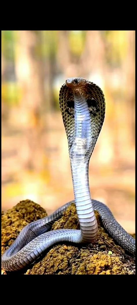 #JayGoga Jay Goga Photo Jay Goga Name Logo, Blur Image Background For Editing, Jay Goga, Indian Cobra, King Cobra Snake, Snake Photos, Shani Dev, Old Bollywood Songs, Iphone Wallpaper Stills