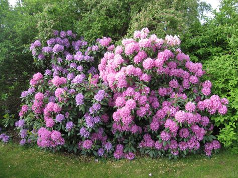 Issues With Rhododendrons: Dealing With Rhododendron Insect Problems And Diseases Rhododendron Care, Pruning Rhododendrons, Colorful Landscaping, Japanese Style Garden, Flowering Bushes, Shade Gardens, Artificial Plants Indoor, Artificial Plants Outdoor, Garden Containers