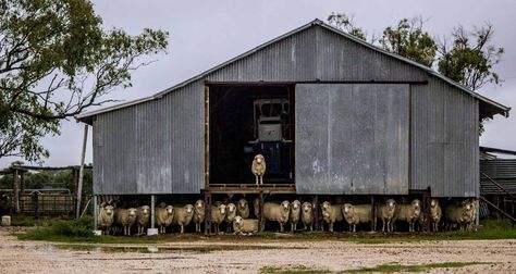 'The Call of a Good Shot' Australian Sheds, Shearing Shed, Australian Sheep, Tin Shed, Farm Shed, Sheep Shearing, Outback Australia, Shed Homes, Shed Design