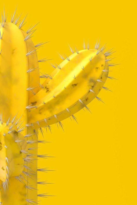 Yellow Cactus, Iphone Wallpaper Yellow, Yellow Aesthetic Pastel, Wallpaper Tumblr, Rainbow Aesthetic, Yellow Walls, Yellow Submarine, Foto Art, Yellow Wallpaper