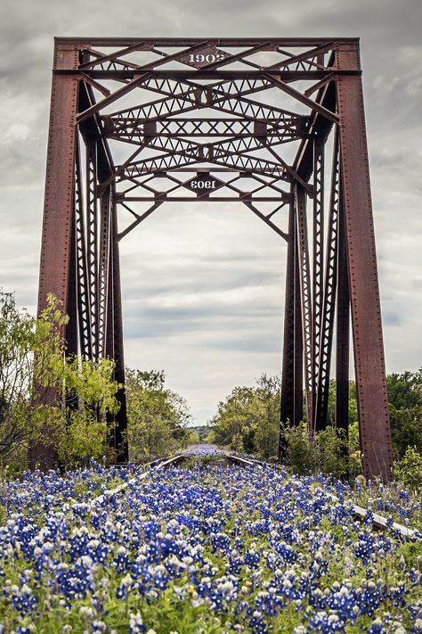 Photography Niches, Wildflower Photo, Marble Falls, Texas Photography, Texas Bluebonnets, Texas Hills, Texas Travel, Big Bend, Texas Hill Country