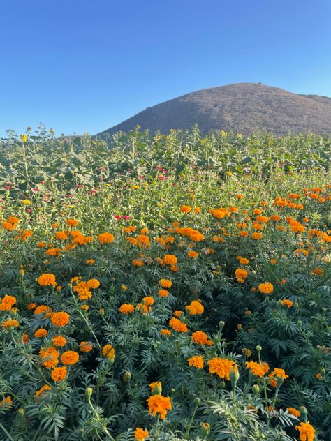 Marigold field in the California fall. Marigold Field, Dia De Muertos, Senior Pictures, California, Natural Landmarks, Flowers, Plants, Travel