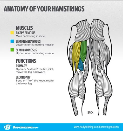 Hey Quadzilla, is your lack of hamstring development creeping up on you? Here's what you need to know to save yourself inevitable injury and embarrassment! Body Muscle Anatomy, Leg Anatomy, Hamstring Muscles, Human Body Anatomy, Muscular System, Muscle Anatomy, Human Anatomy And Physiology, Medical Anatomy, Anatomy For Artists