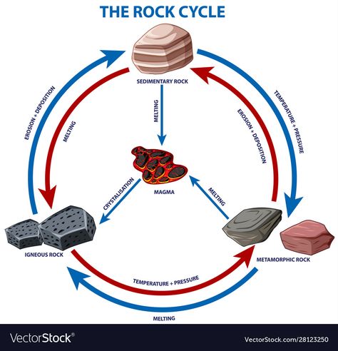 Rock Cycle Diagram, Middle School Science Lab, Different Types Of Rocks, Cycle Drawing, Diy Science Experiments, Rock Cycle, Diy Science, Sedimentary Rocks, Metamorphic Rocks