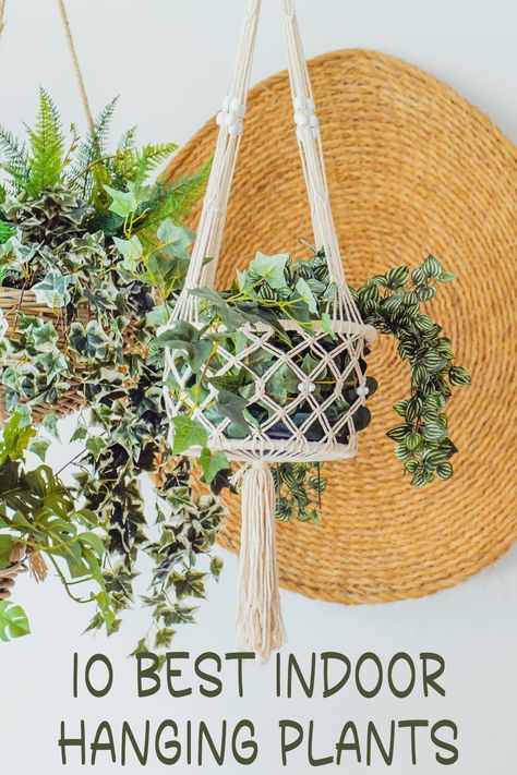 Plants hanging in macrame hangers Hanging Plant Ideas, Indoor Hanging Plants, Best Indoor Hanging Plants, String Of Hearts, Stylish Wall Decor, Golden Pothos, Hanging Plants Indoor, Bathroom Plants, Plant Ideas