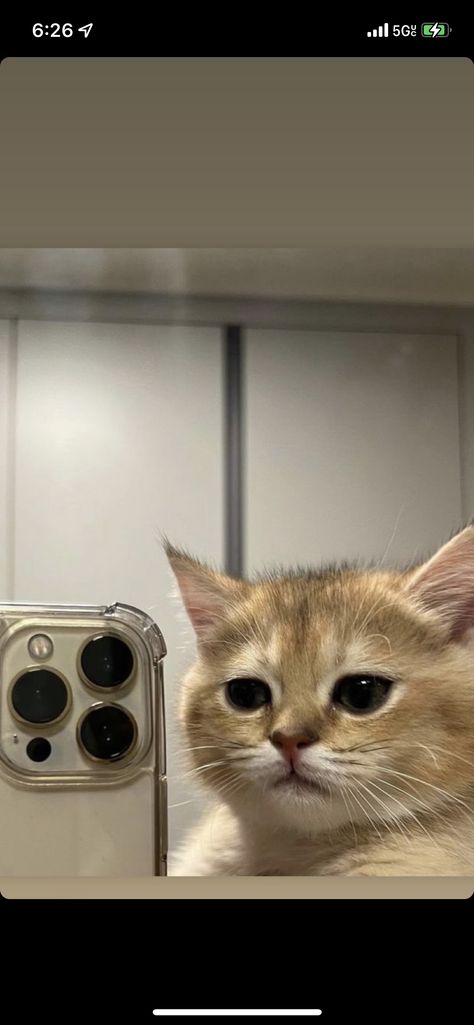 Iphone Mirror Selfie, Iphone Selfie, American Flag Wallpaper, Cat Profile, Instagram Dp, Beautiful Night Images, Cat Selfie, Fashion Idol, Good Morning Video Songs